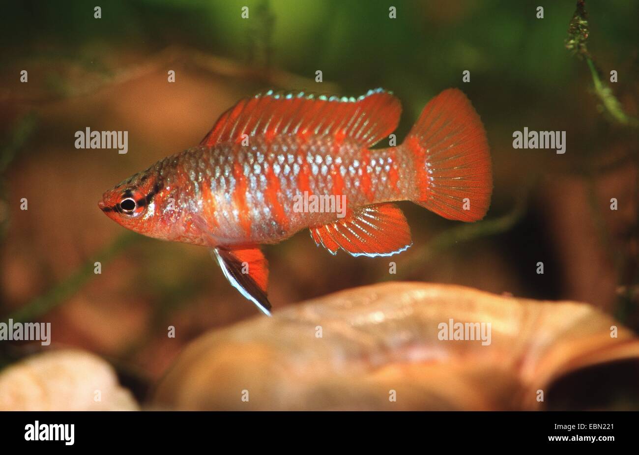 chameleonfish (Badis spec) Stock Photo