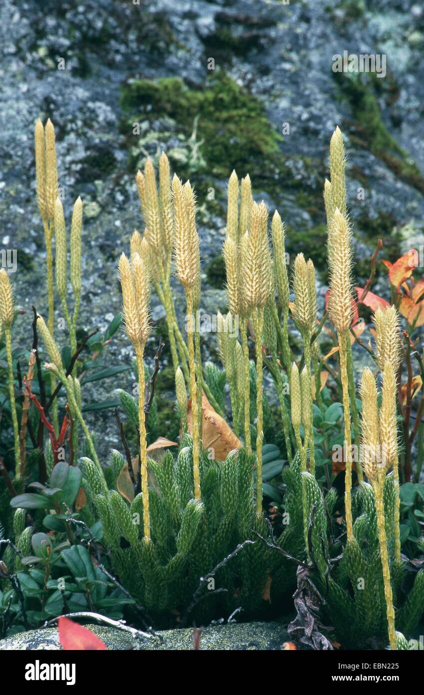 stiff clubmoss, stiff ground-pine (Lycopodium annotinum), with sprangie, Norway, Valldalen Stock Photo