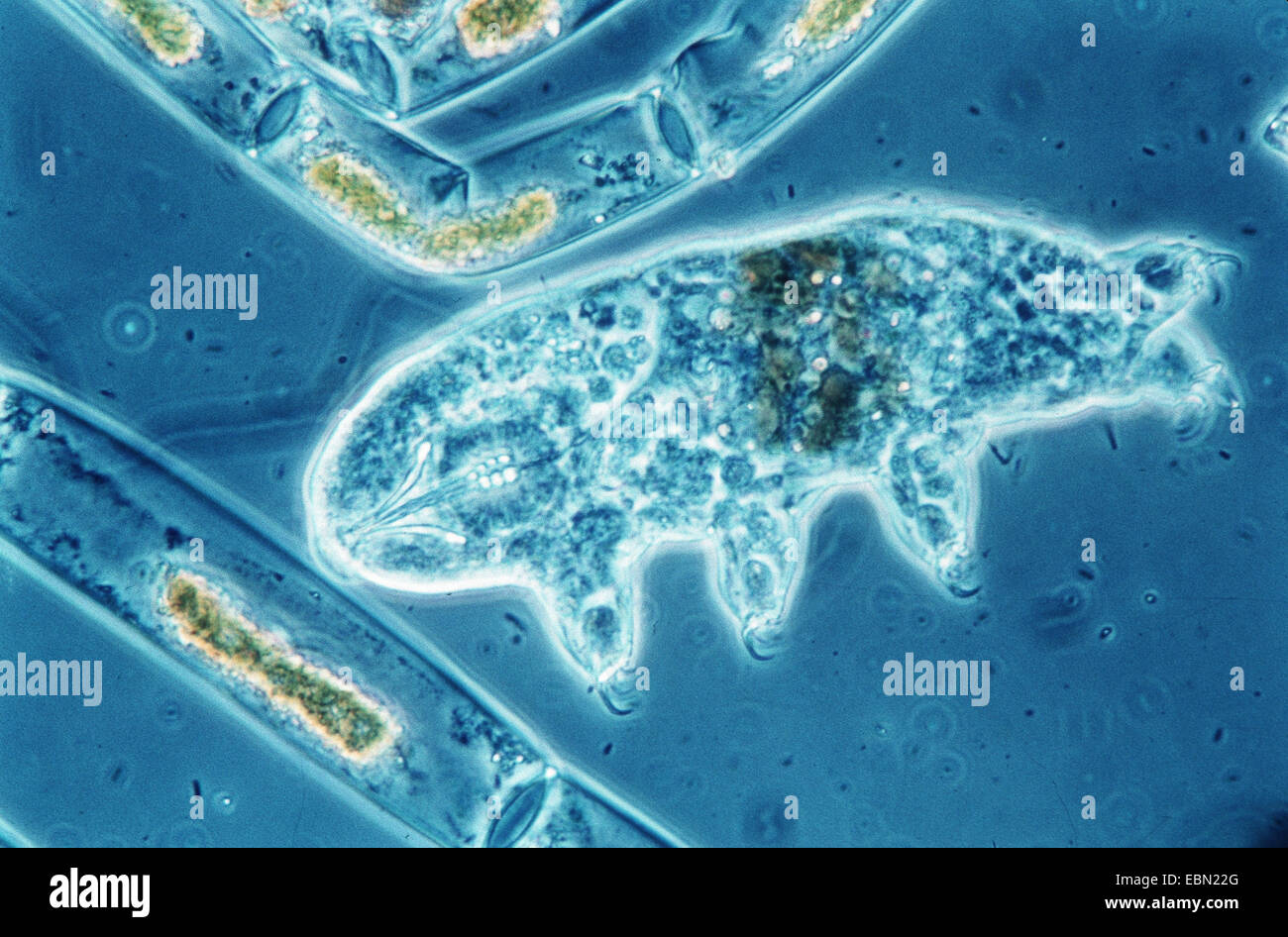 water bear, tardigrade (Hypsibius dujardini), microscopic photograph Stock Photo