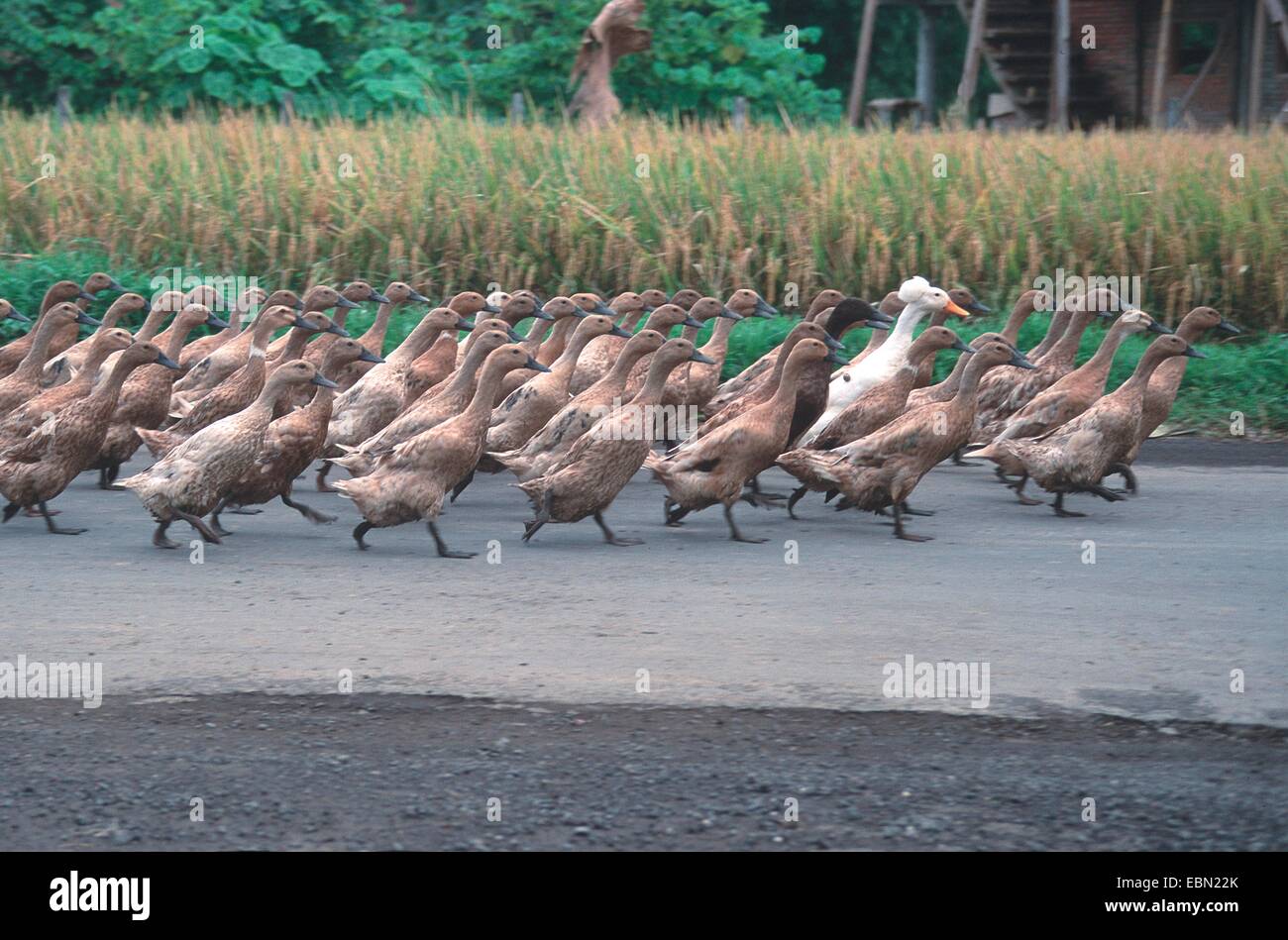 Indian Runner Duck, Indian Runner (Anas platyrhynchos f. domestica