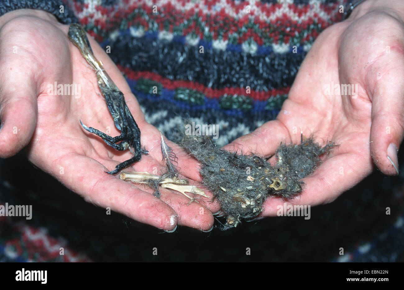 northern eagle owl (Bubo bubo), cast of a northern eagle owl, remains of food (foot of a coow) and cast on human hands Stock Photo