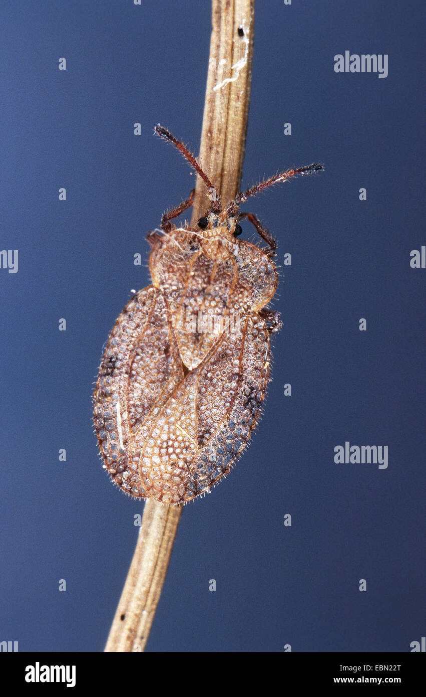 lace bug (Tingis reticulata), at a stem Stock Photo