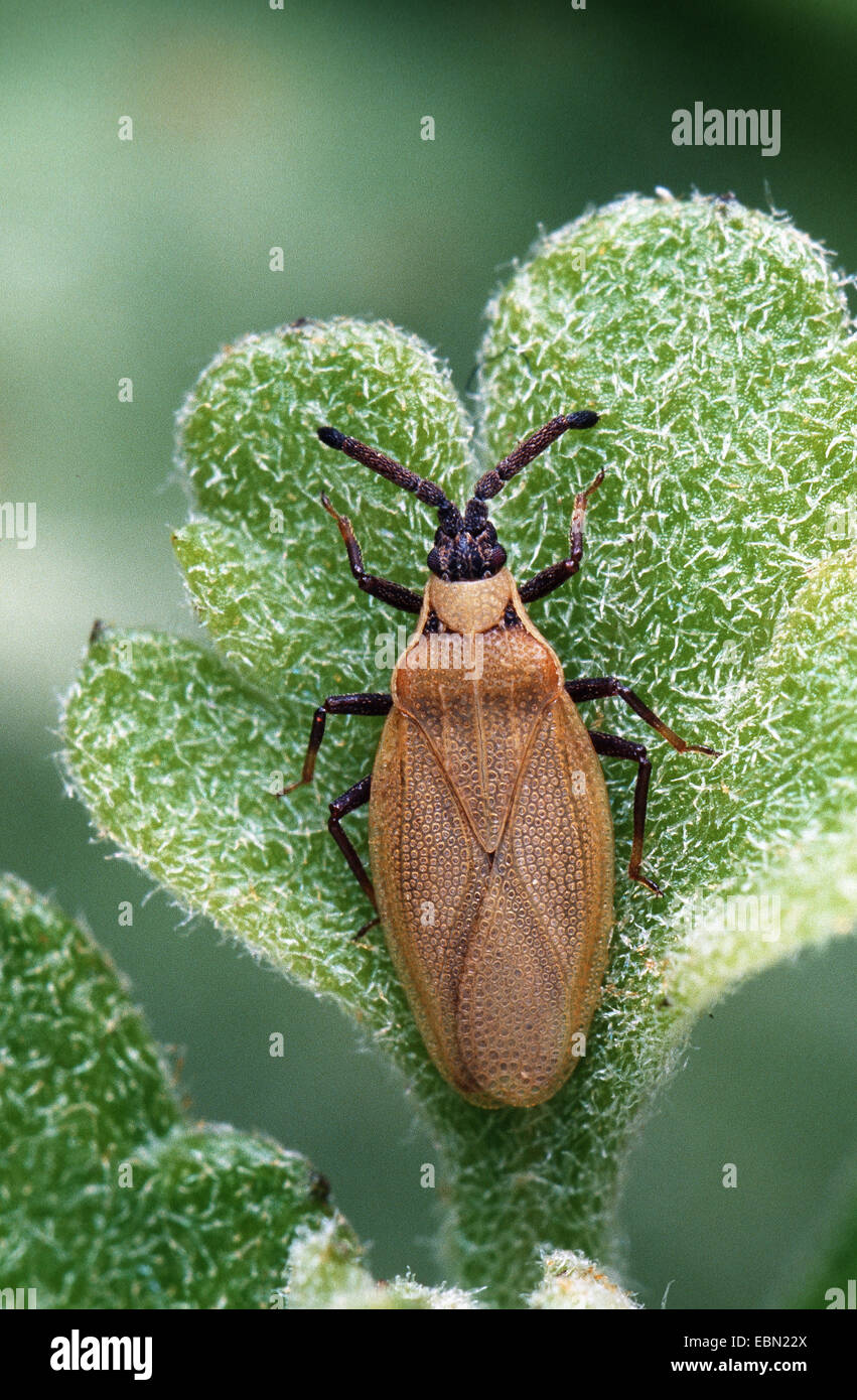 lace bug (Catoplatus carthusianus), on a leaf Stock Photo