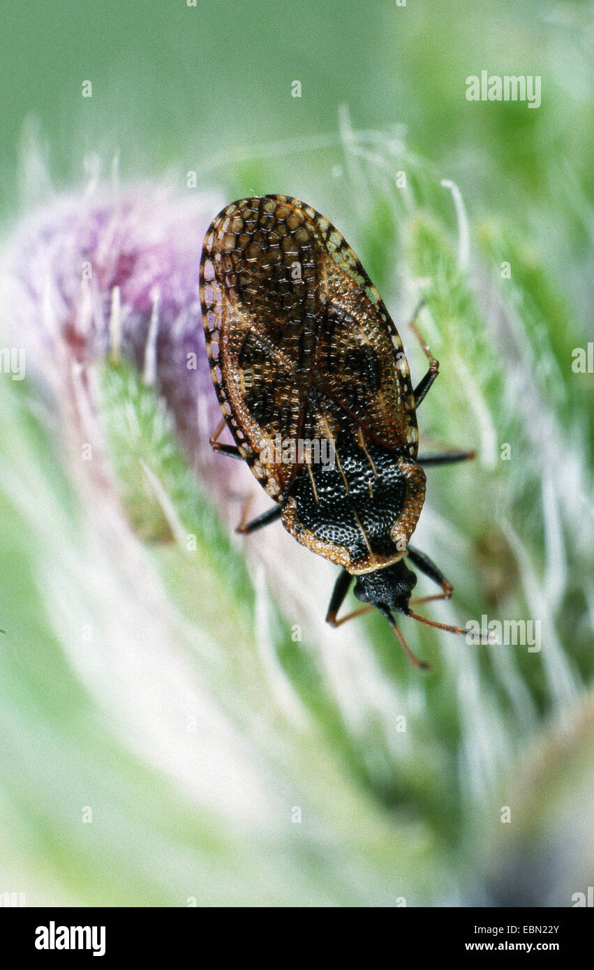 Bug (Dictyla echii), on a flowerbud Stock Photo