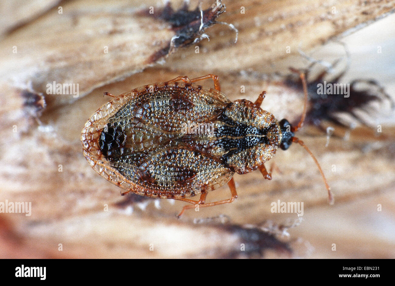 Lace bug (Monanthia symphyti), close-up view Stock Photo