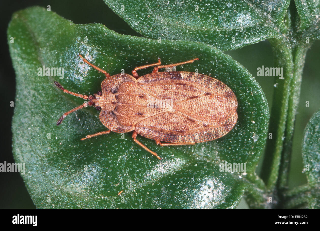 lace bug (Tingis amplicata), on a leaf Stock Photo