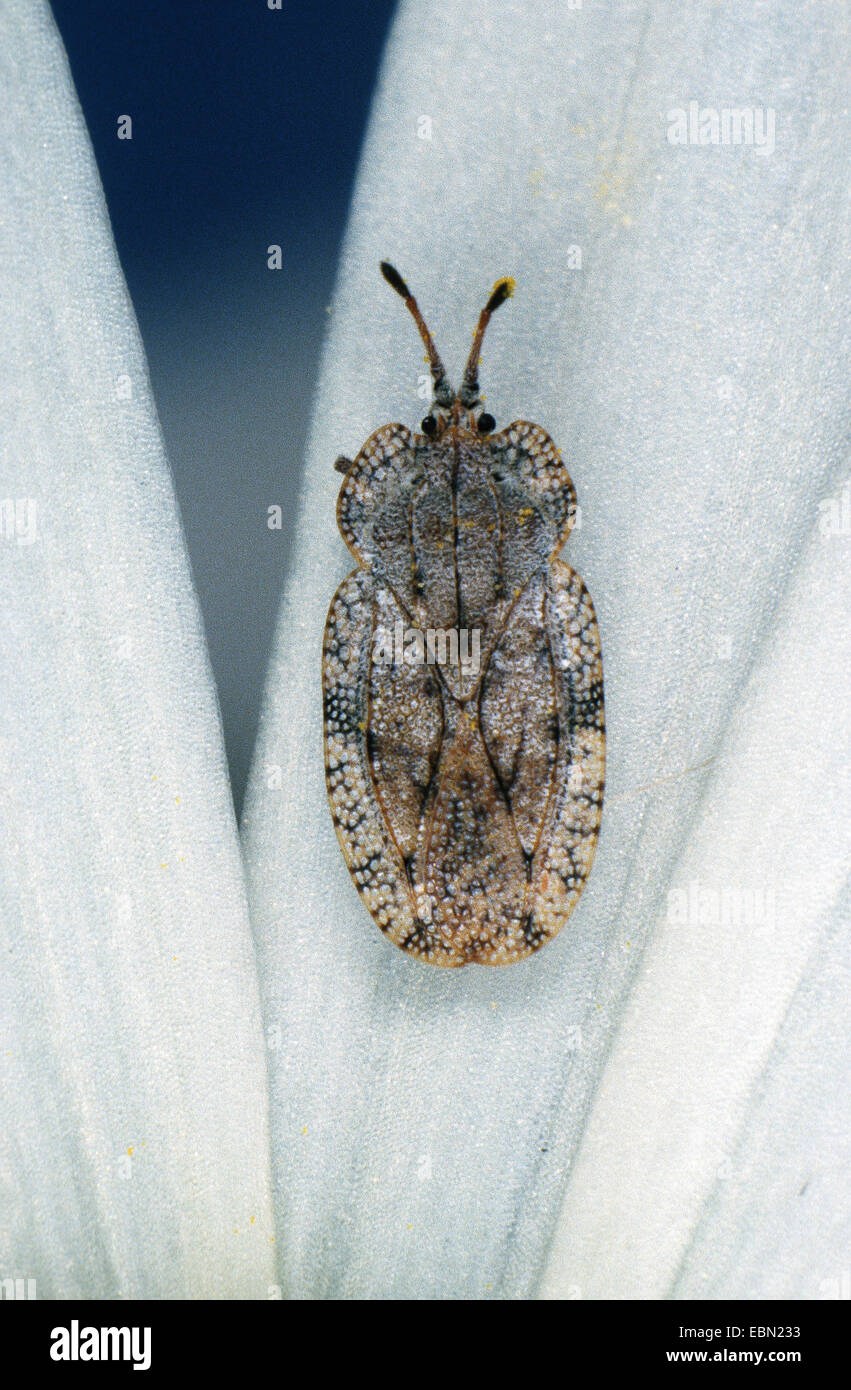 lace bug (Tingis amplicata), on a petal Stock Photo