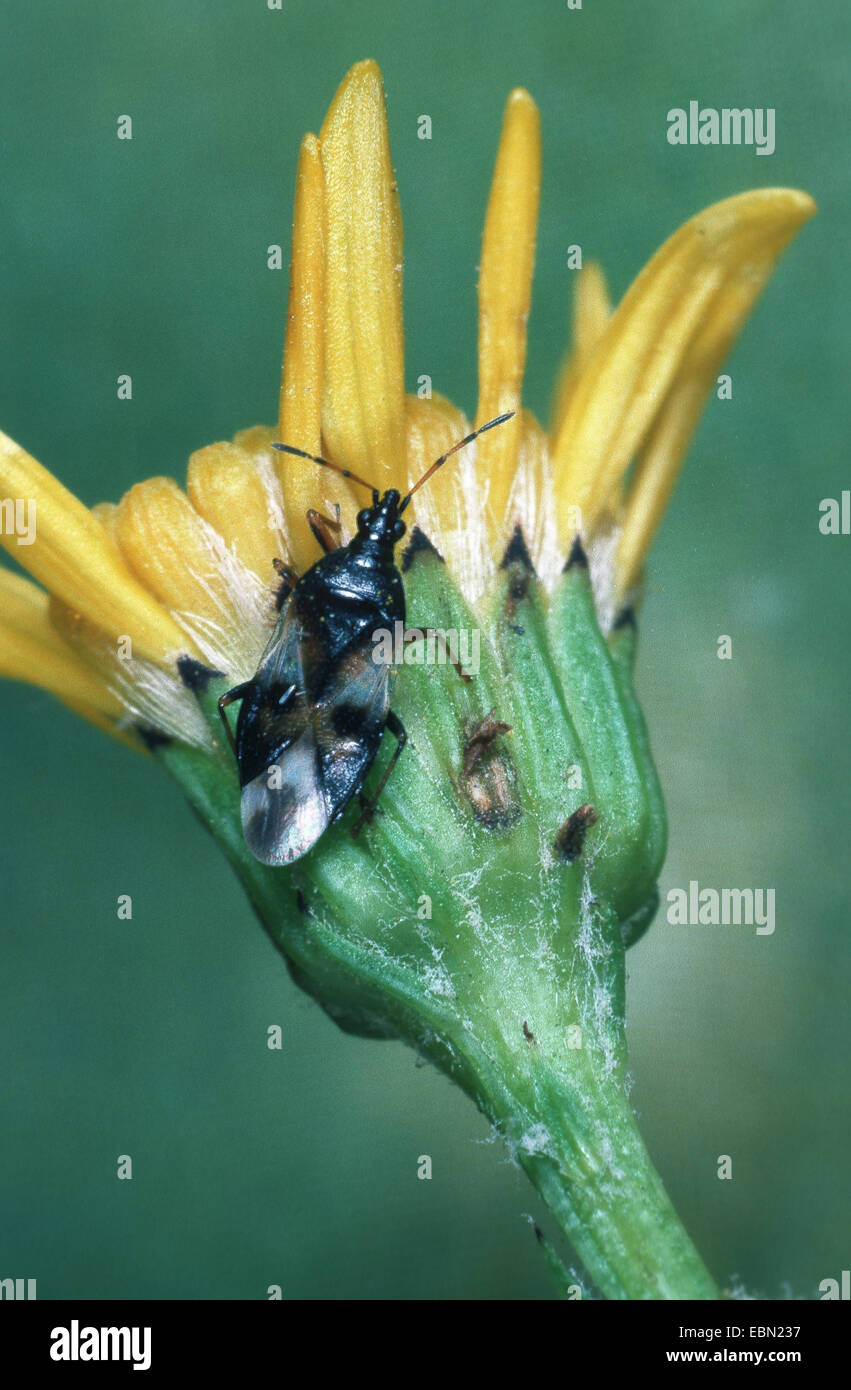 Common flowerbug, Common flowerbug, Common Flower Bug (Anthocoris