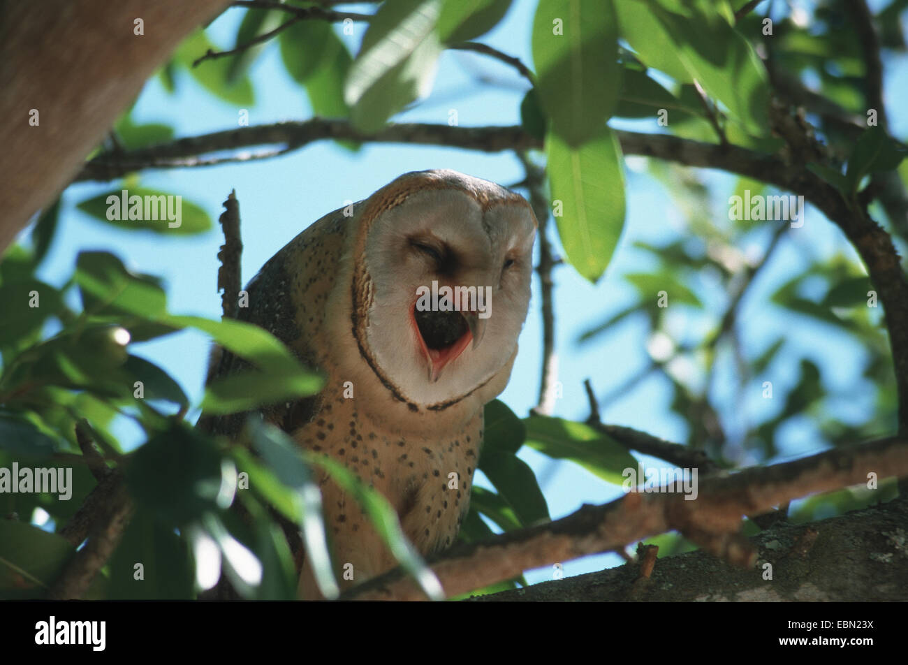 Barn owl (Tyto alba), spitting a pellet, South Africa Stock Photo