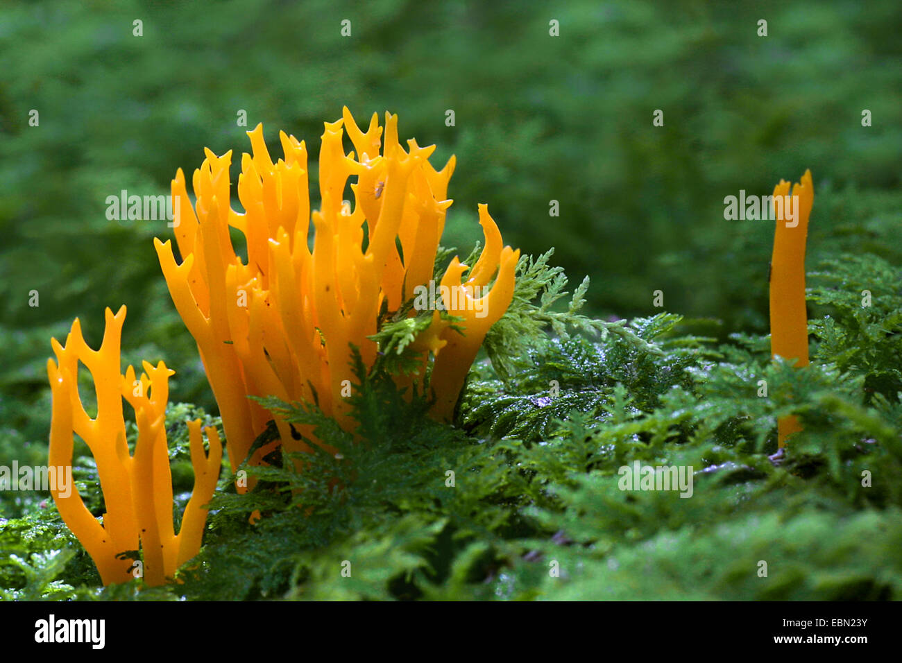 Yellow staghorn, Yellow stagshorn (Calocera viscosa, Tylophilus fellus), fruiting body Stock Photo