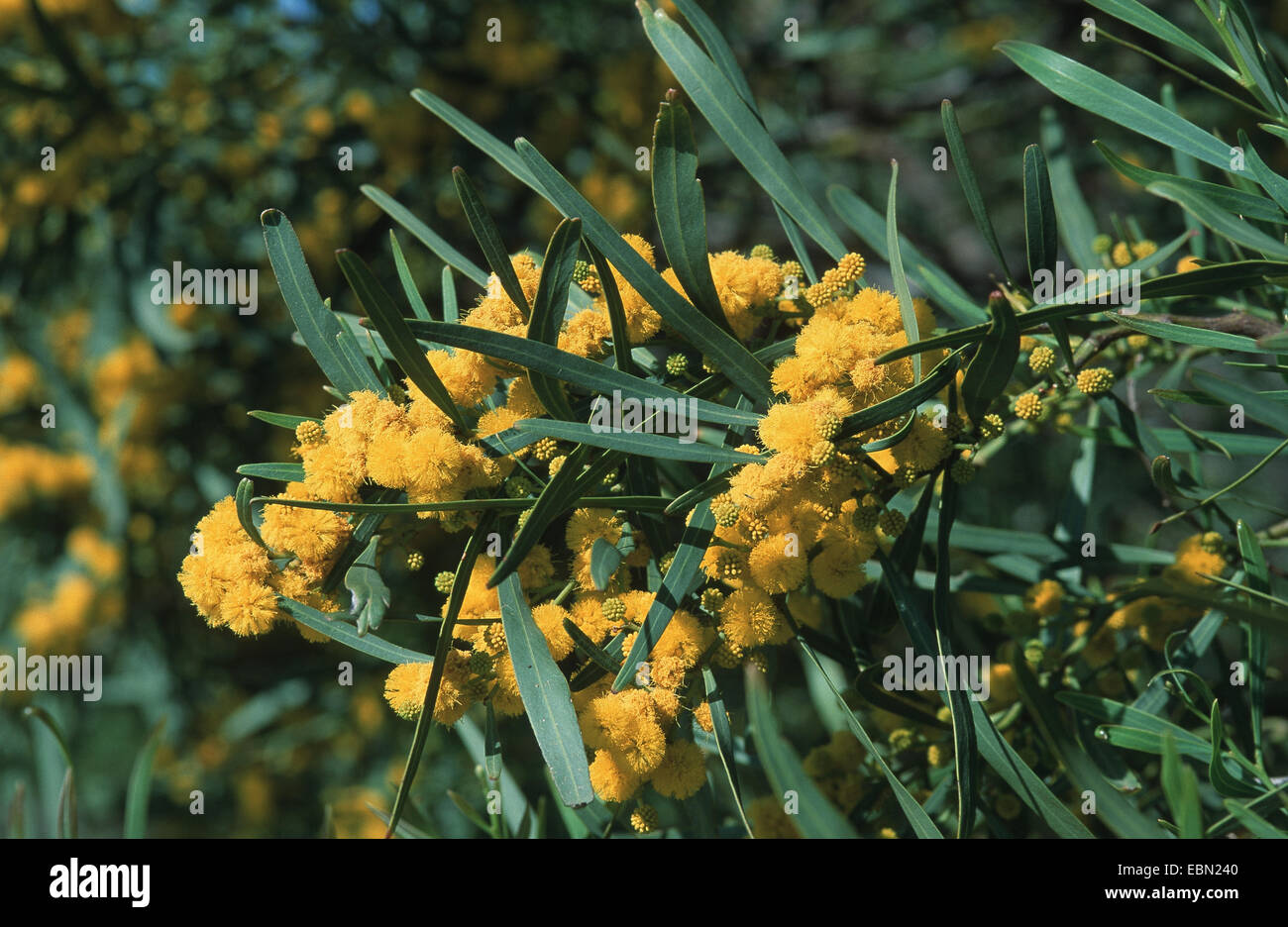 acacias (Acacia spec.), blooming Stock Photo