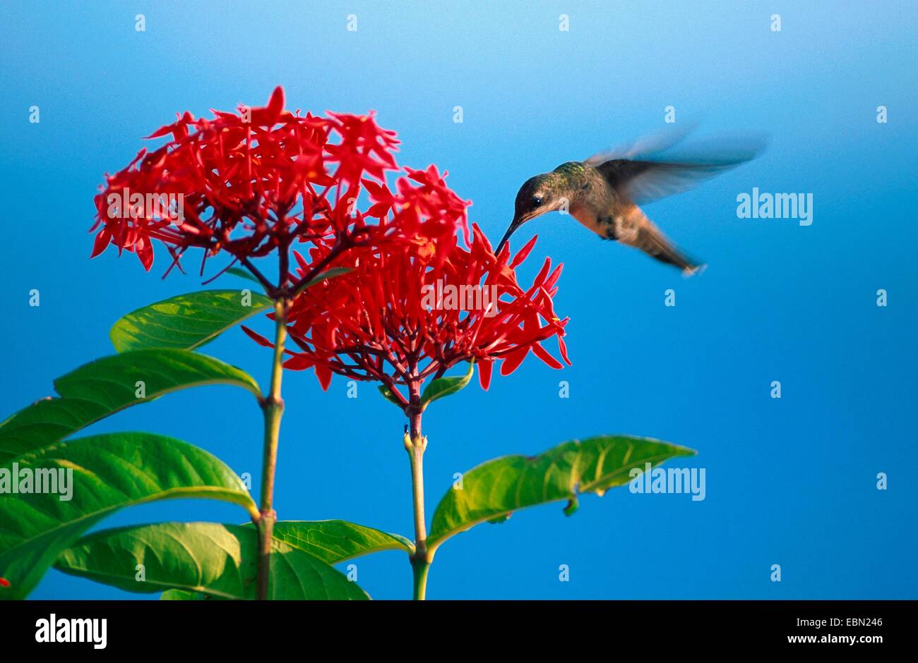 hermits and hummingbirds (Trochilidae), hummingbird, hovering at a blossom Stock Photo