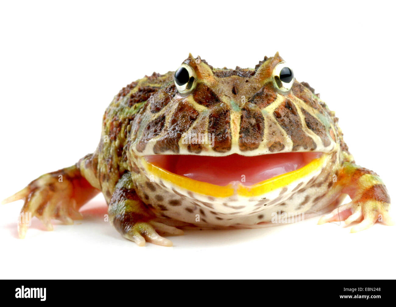 Wide Mouth Frog Hi res Stock Photography And Images Alamy