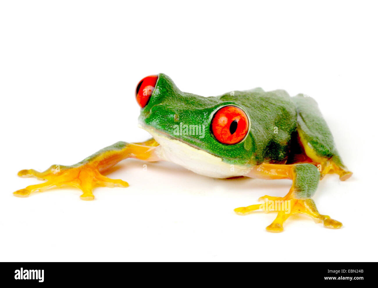 red-eyed treefrog (Agalychnis callidryas) Stock Photo
