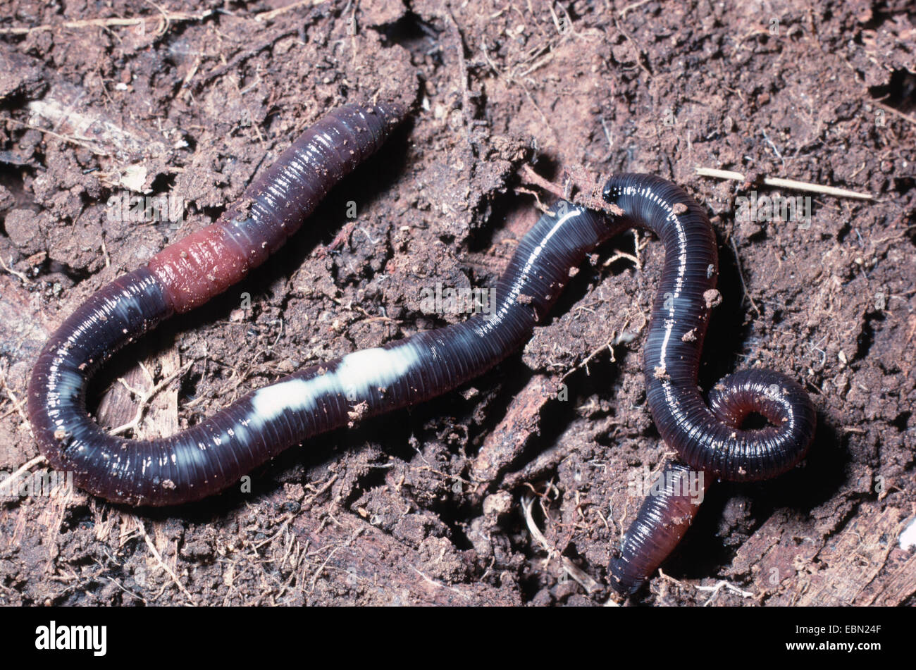 giant Gippsland earthworm, karmai (Megascolides australis), on soil ground  with recognisable white defensive liquid, Australia, Queensland Stock Photo  - Alamy