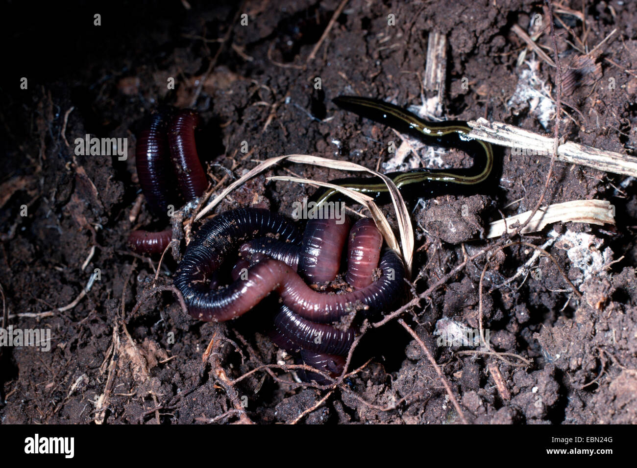 giant Gippsland earthworm, karmai (Megascolides australis), passing the dry season coiled up in the soil ground of the rain forest together with a flatworm, Australia, Queensland Stock Photo
