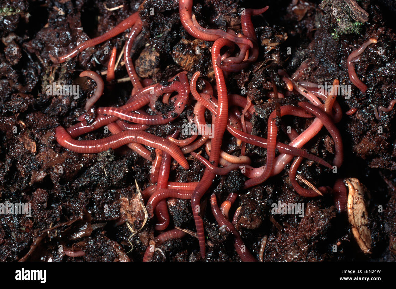brandling, manure worm (Eisenia fetida, Eisenia foetida), creeping in soil, Germany Stock Photo
