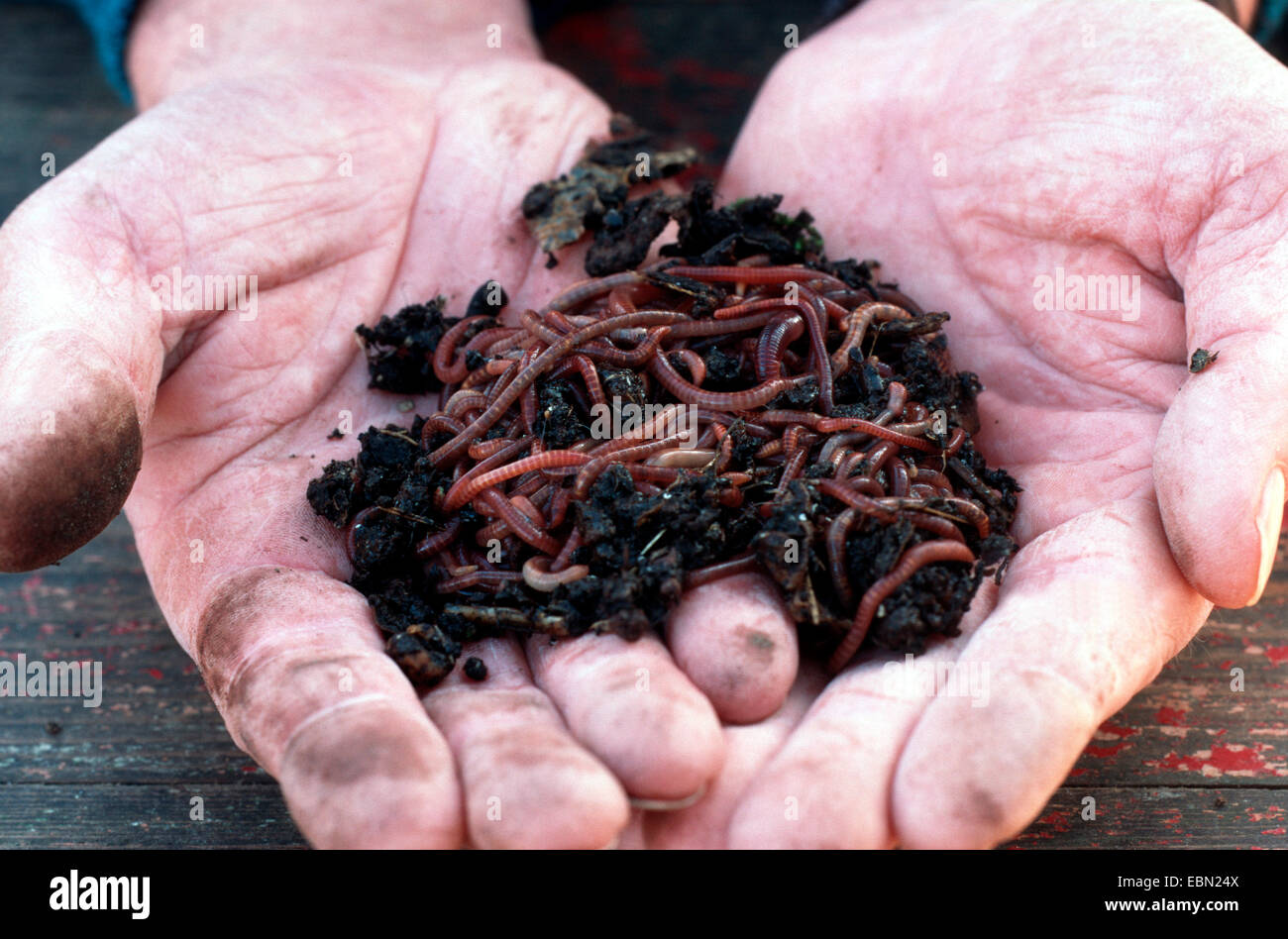 brandling, manure worm (Eisenia fetida, Eisenia foetida), with soil in hands, Germany Stock Photo