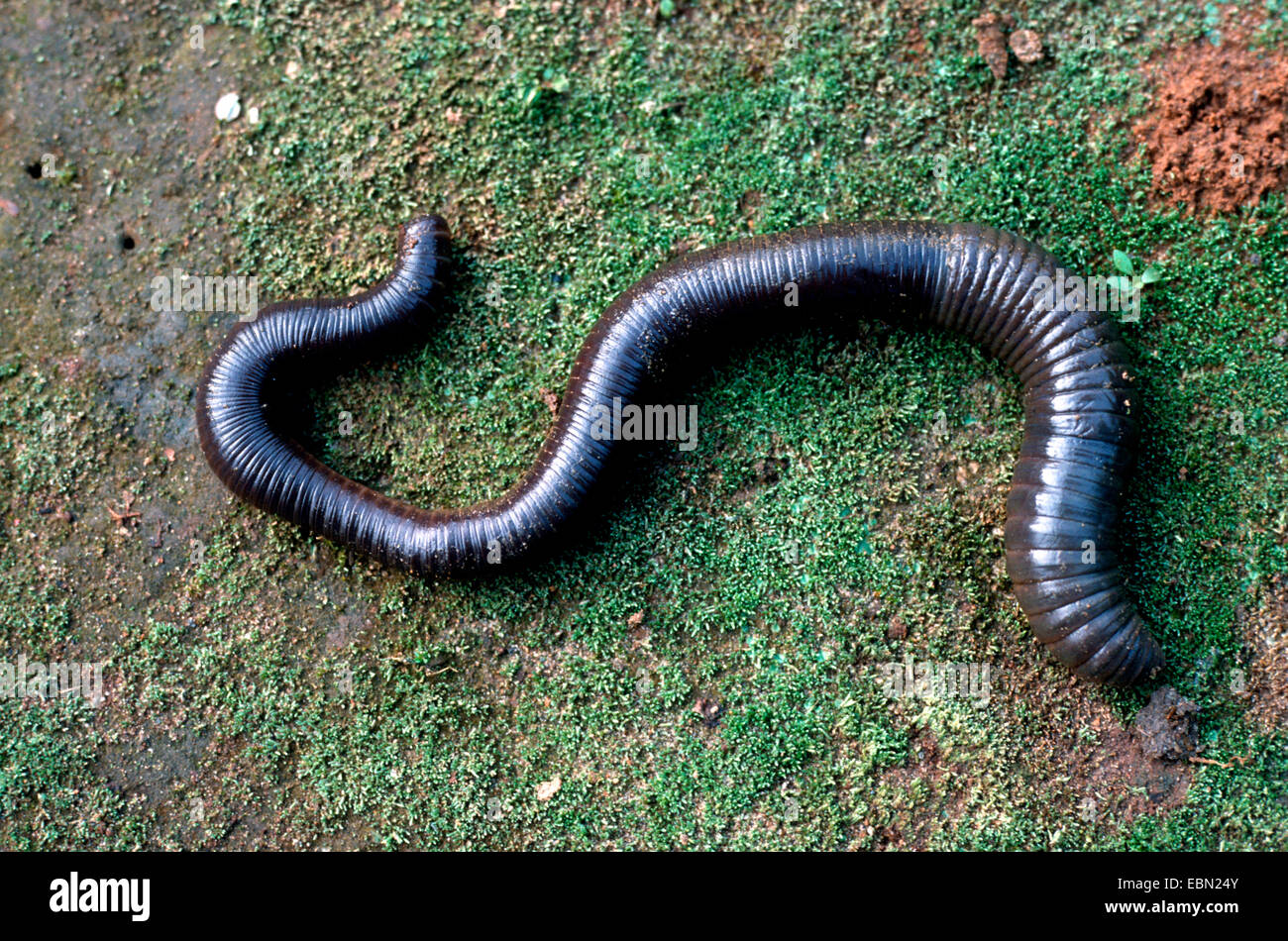 Giant Earthworms