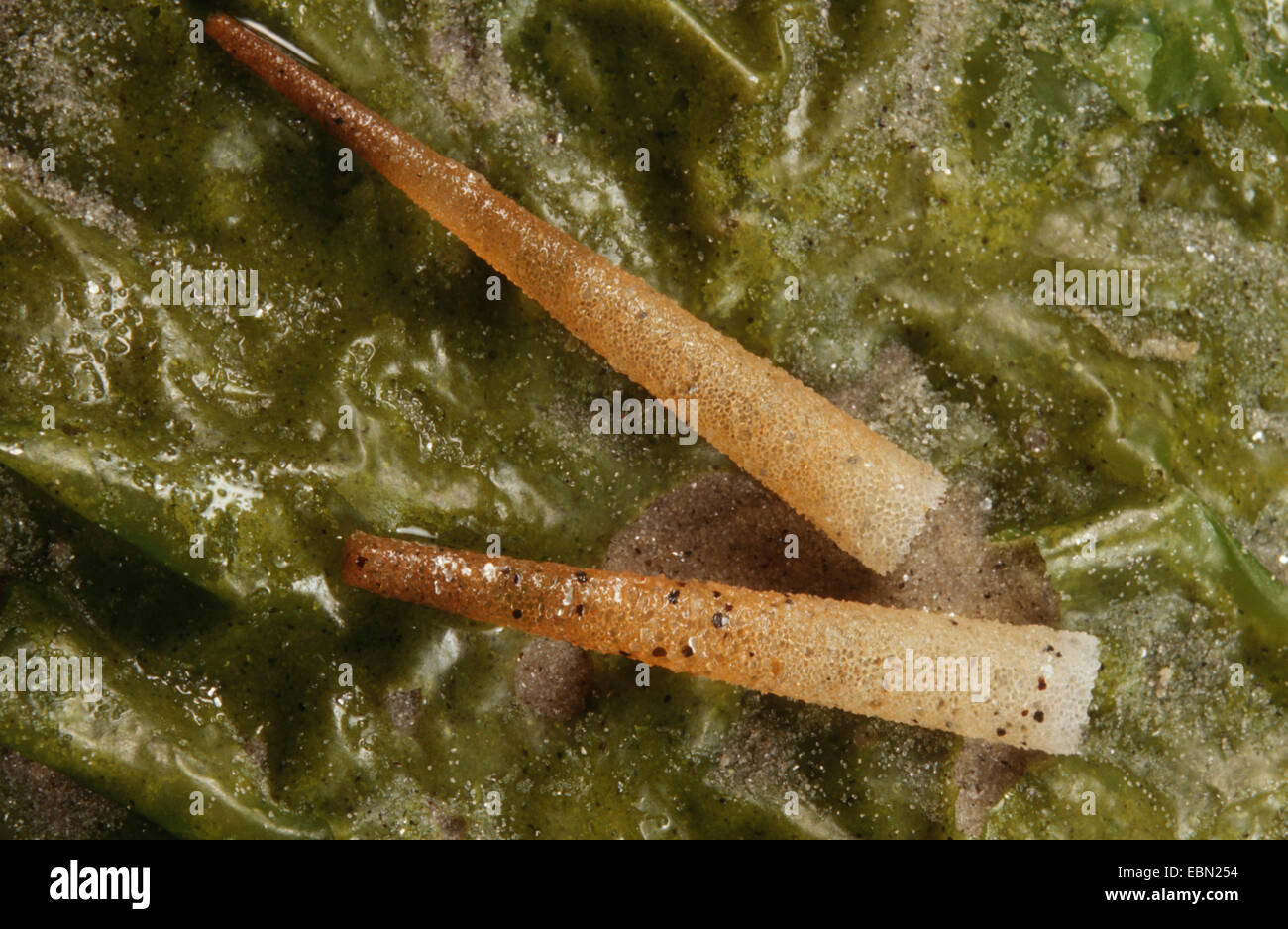 Trumpet Worm (Lagis koreni, Amphictene koreni, Pectinaria koreni) Stock Photo