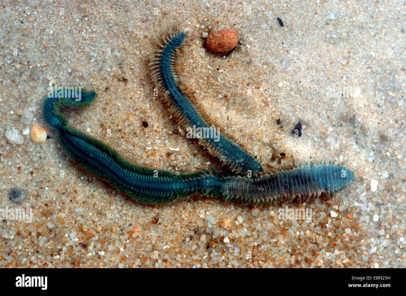 ragworm, sandworm, clam worm, king ragworm (Nereis virens, Neanthes virens), in the wadden sea, Germany, Wadden Sea NP Stock Photo