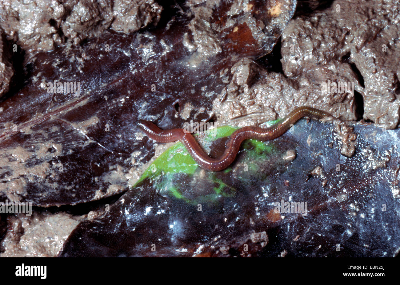 ragworm, sandworm (Nereis vitabunda), terrestrial sandworm, Philippines Stock Photo