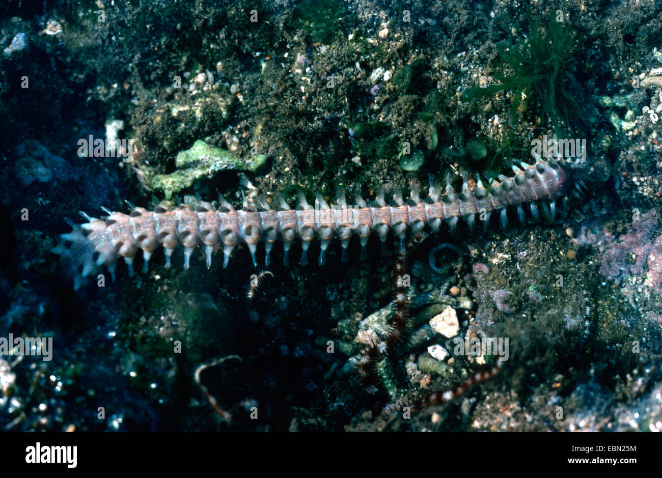 fireworm (Eurythoe complanata) Stock Photo