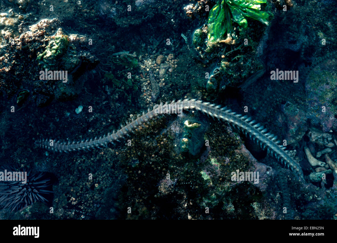 fireworm (Eurythoe complanata) Stock Photo