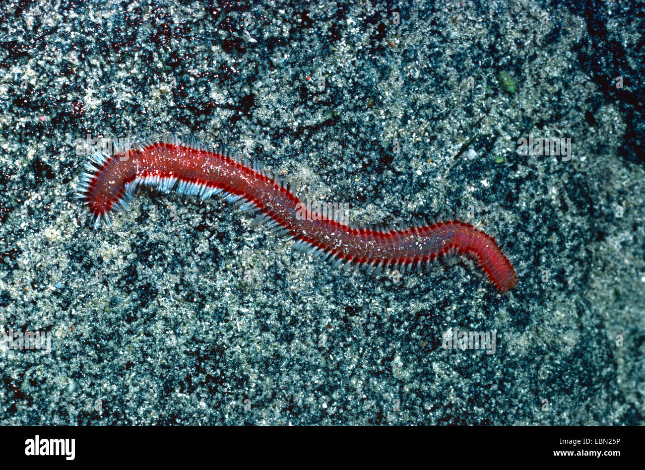 fireworm (Eurythoe complanata), Ecuador, Galapagos Islands Stock Photo