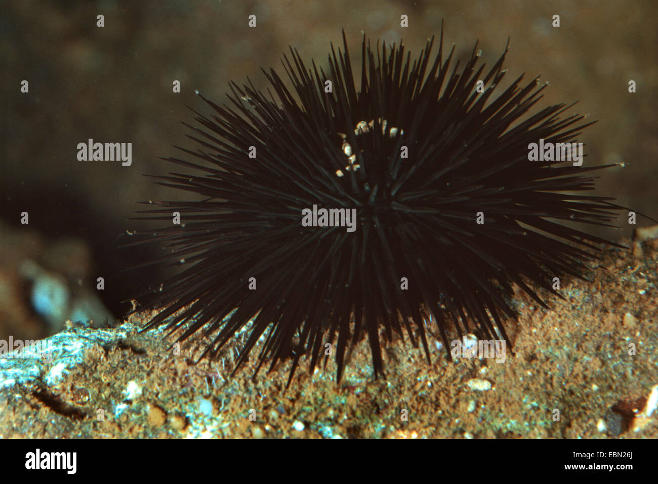 black urchin (Arbacia lixula), on sea ground Stock Photo