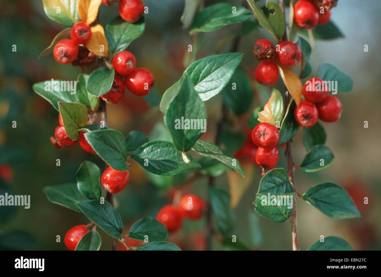 orange cotoneaster (Cotoneaster franchetti var. sternianus), with fruits Stock Photo