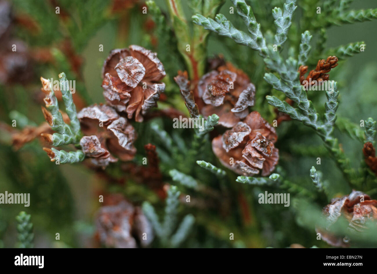 Lawson cypress, Port Orford cedar (Chamaecyparis lawsoniana), cones at a twig Stock Photo