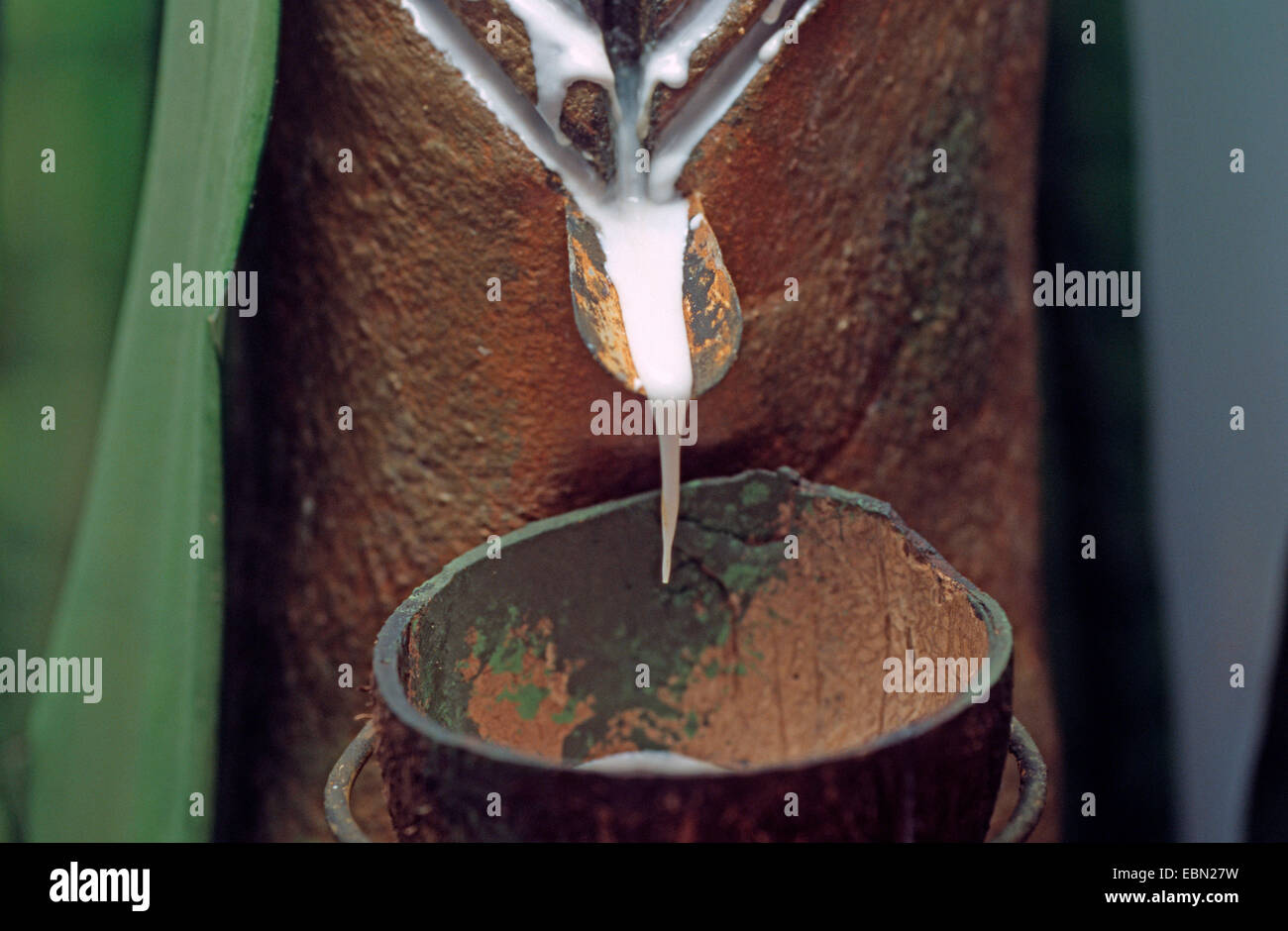 hevea rubber plant, Brazilian rubber tree (Hevea brasiliensis), extraction of natural rubber Stock Photo