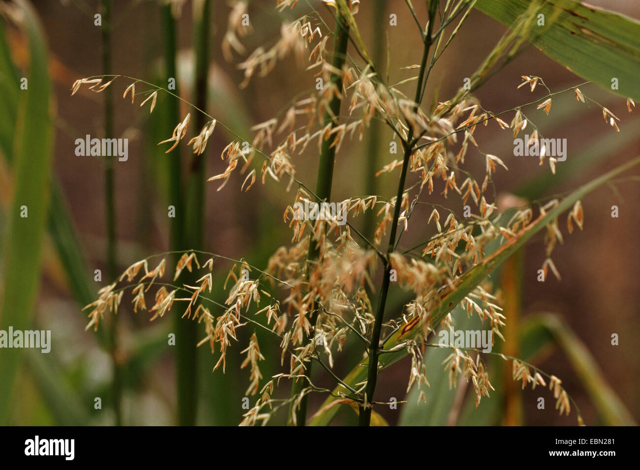 Wild rice, Canada rice, Indian rice, Water oats (Zizania aquatica), blooming Stock Photo