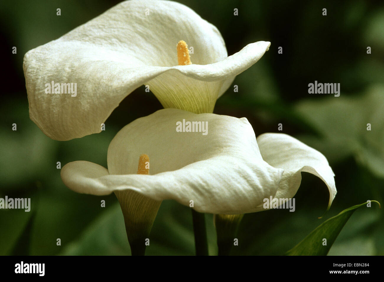 common calla lily, Jack in the pulpit, florist's calla, Egyptian lily, Arum Lily (Zantedeschia