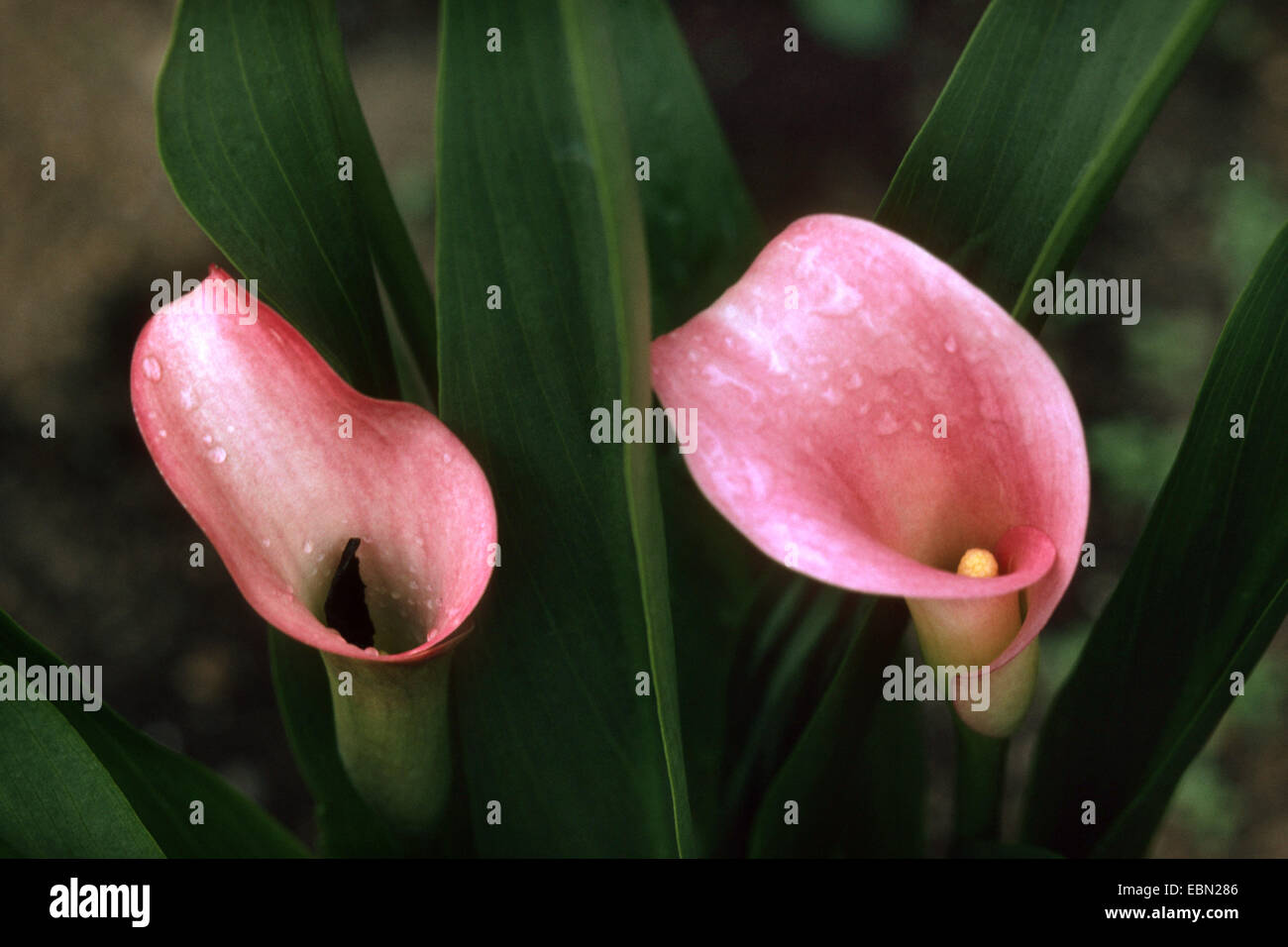 calla lily (Zantedeschia rehmannii), blooming Stock Photo Alamy