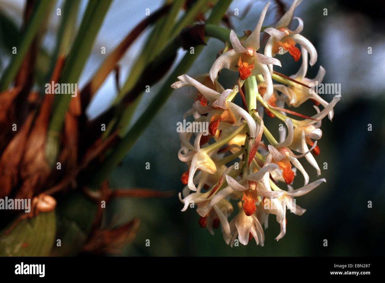 Xylobium (Xylobium variegatum), inflorescence Stock Photo