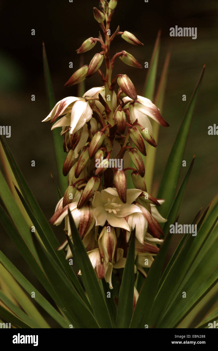 Spanish bayonet (Yucca aloifolia), inflorescence Stock Photo