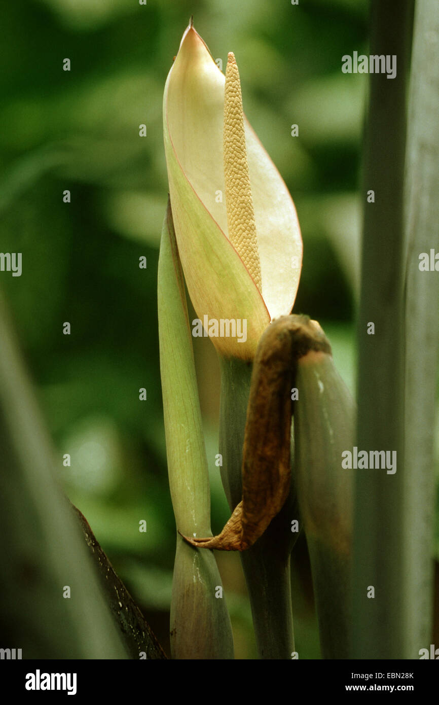 Xanthosoma (Xanthosoma nigrum), inflorescence Stock Photo