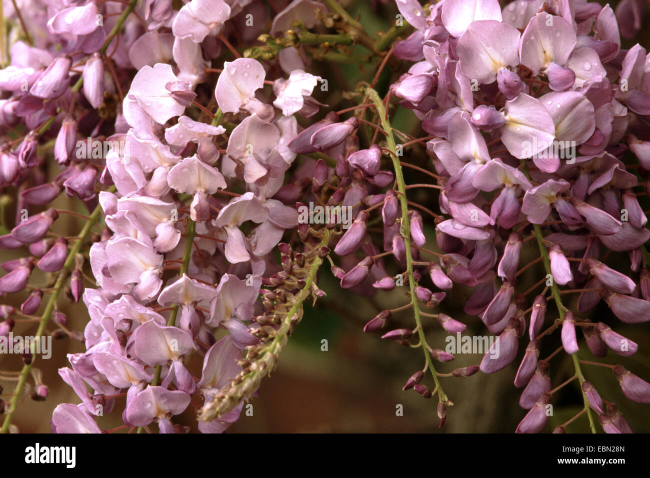 Chinese wisteria (Wisteria sinensis), inflorescences Stock Photo