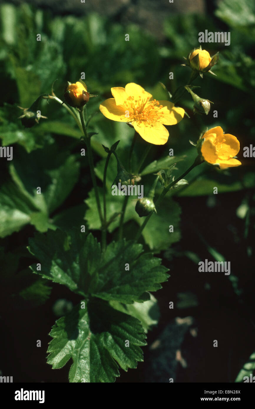 Golderdbeere, Gold-Erdbeere (Waldsteinia ternata), blooming Stock Photo