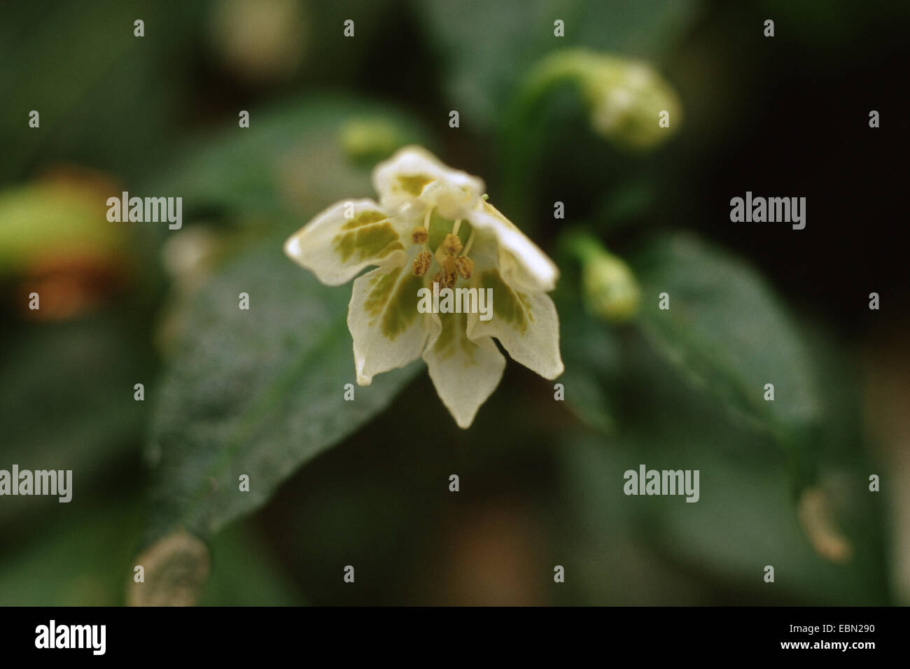 Peruvian hot pepper, Aji Pepper, Aji Habanero, Chili, Lemon Drop, Hot