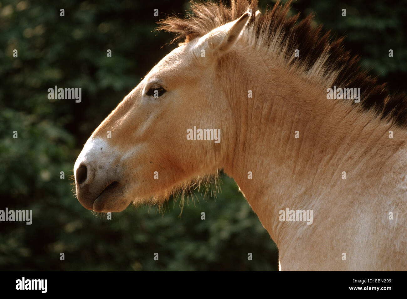 Przewalski's horse (Equus przewalski przewalski), portrait Stock Photo