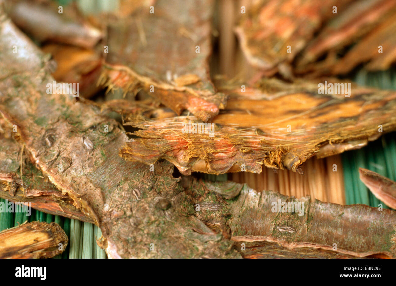 common buckthorn (Rhamnus catharticus), bark Stock Photo