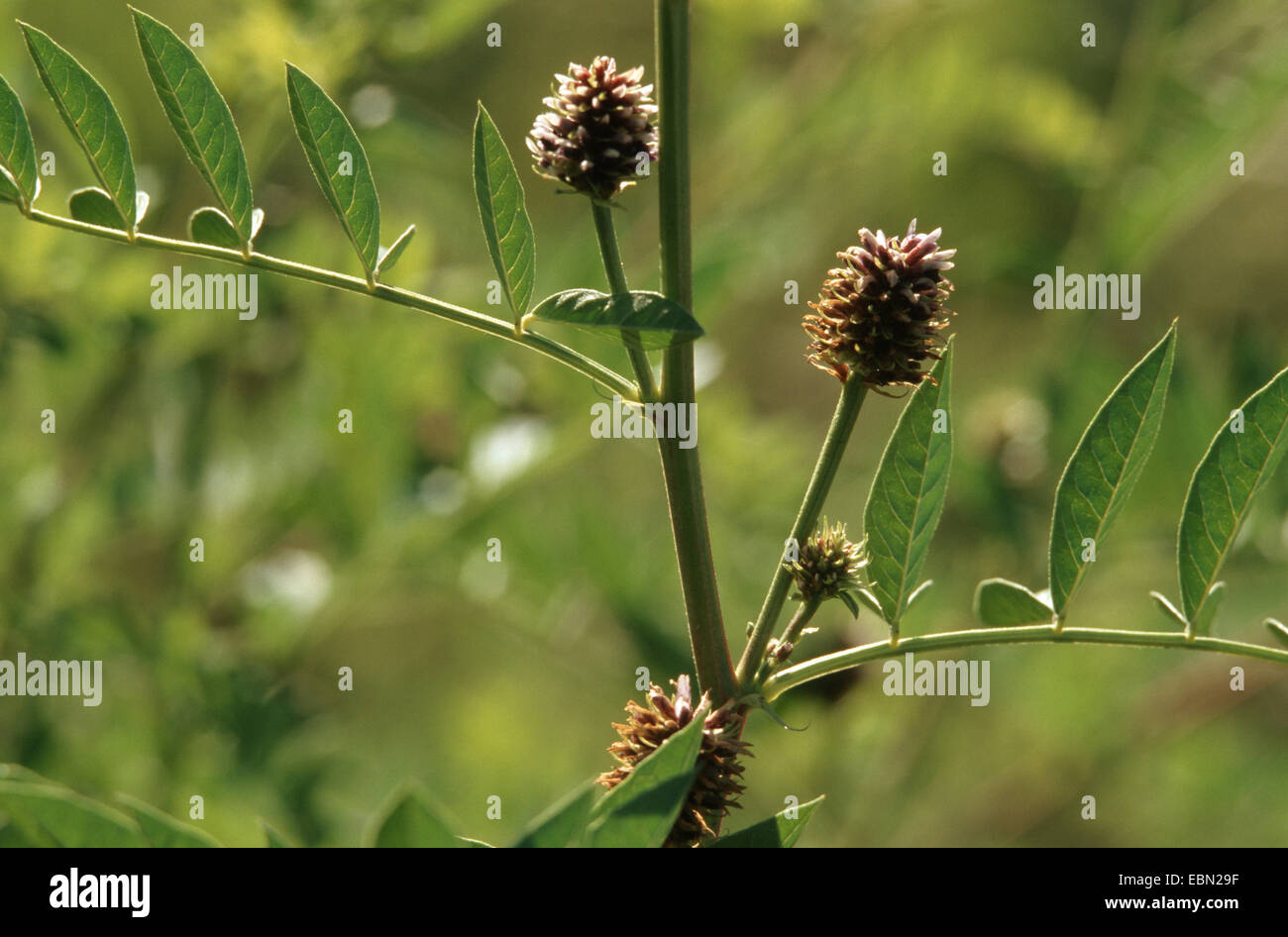 Licorice plant hires stock photography and images Alamy