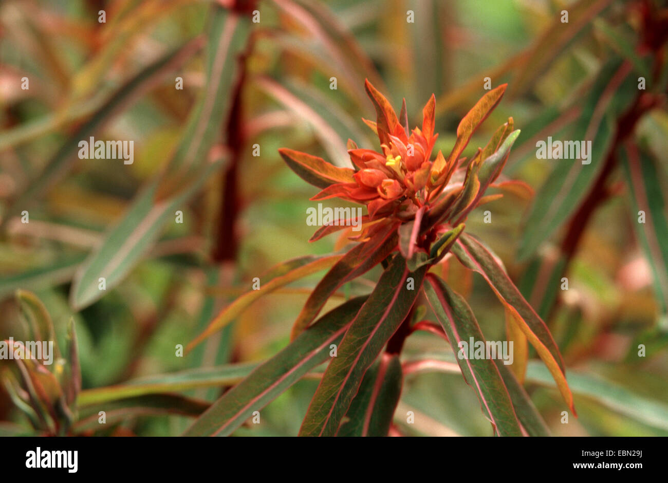 spurge (Euphorbia griffithii 'Fireglow', Euphorbia griffithii Fireglow