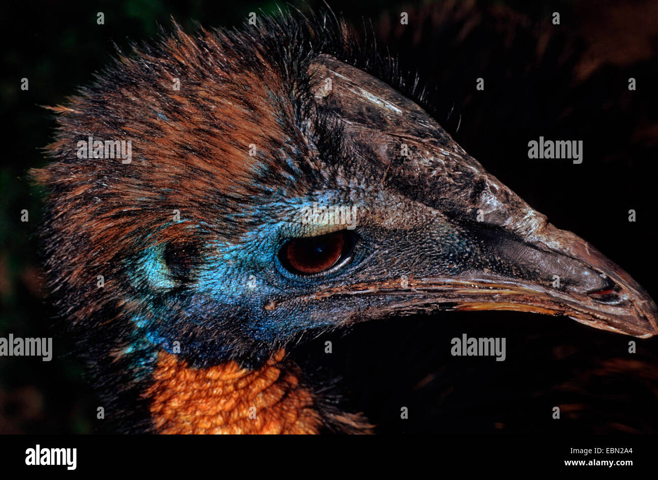 One-wattled cassowary, Northern Cassowary, Single-wattled Cassowary, Golden-necked Cassowary (Casuarius unappendiculatus), portraet of a young bird Stock Photo
