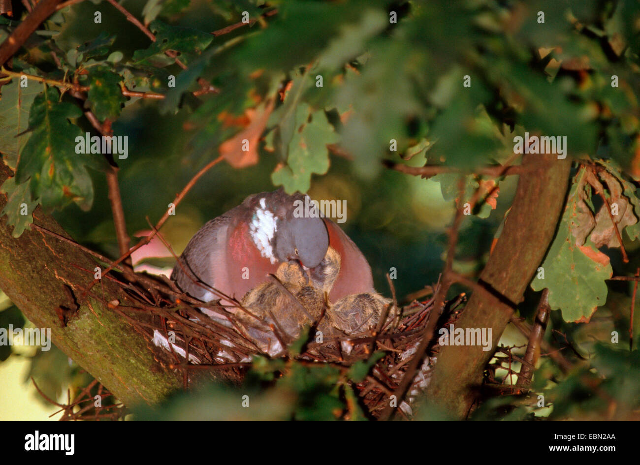 wood pigeon (Columba palumbus), sitting in the nest in an oak tree feeding the offspring with crop milk, Germany Stock Photo
