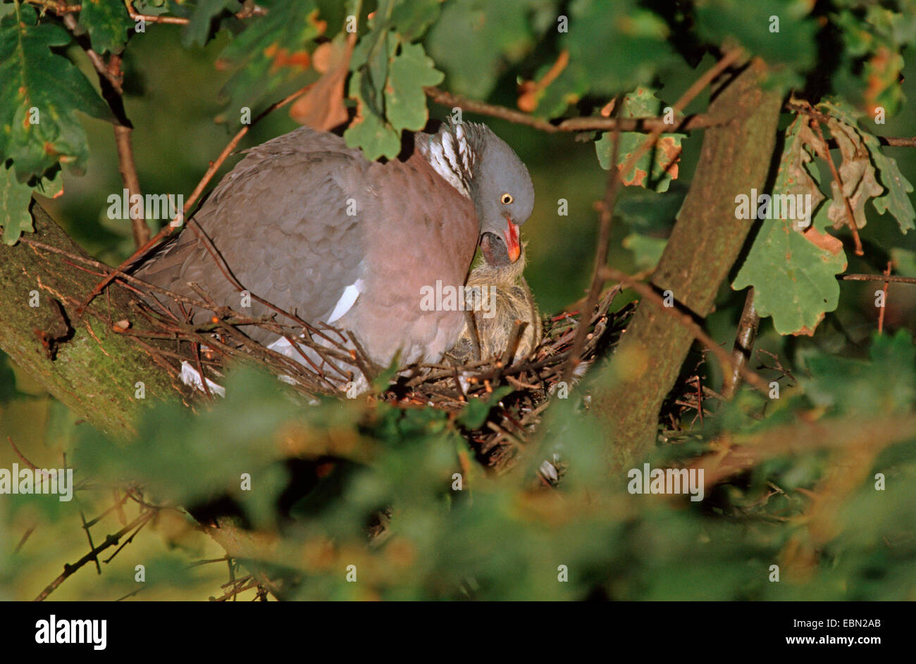 wood pigeon (Columba palumbus), sitting in the nest in an oak tree feeding the offspring with crop milk, Germany Stock Photo