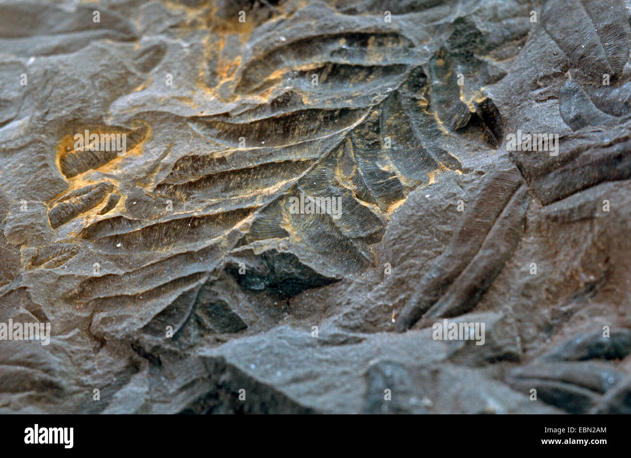 Alethopteris serli, fossil seed fern, upper carbon, Germany, North Rhine-Westphalia Stock Photo